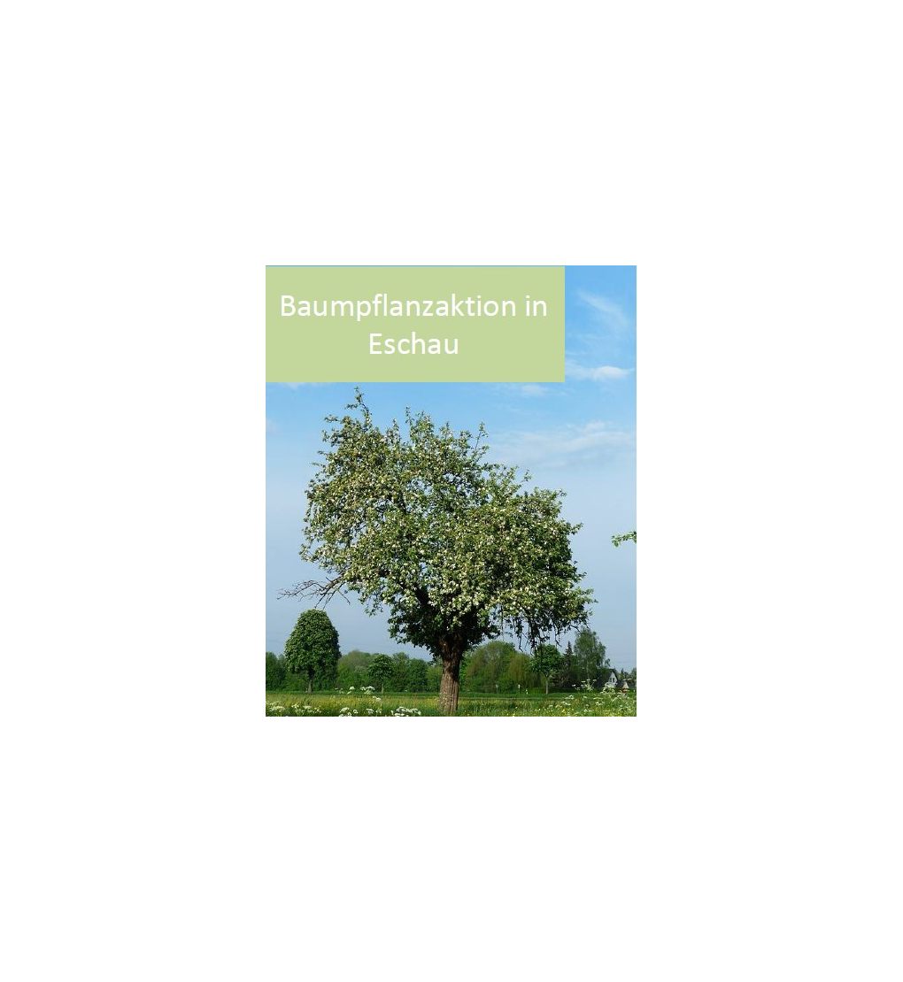 Baumpflanzaktion aktuelles