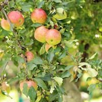 Obstbaum
