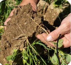 Bild Genuss mit Mehrwert