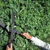 old-gardener-cuts-bush-with-large-metal-old-pruning-shears.jpg