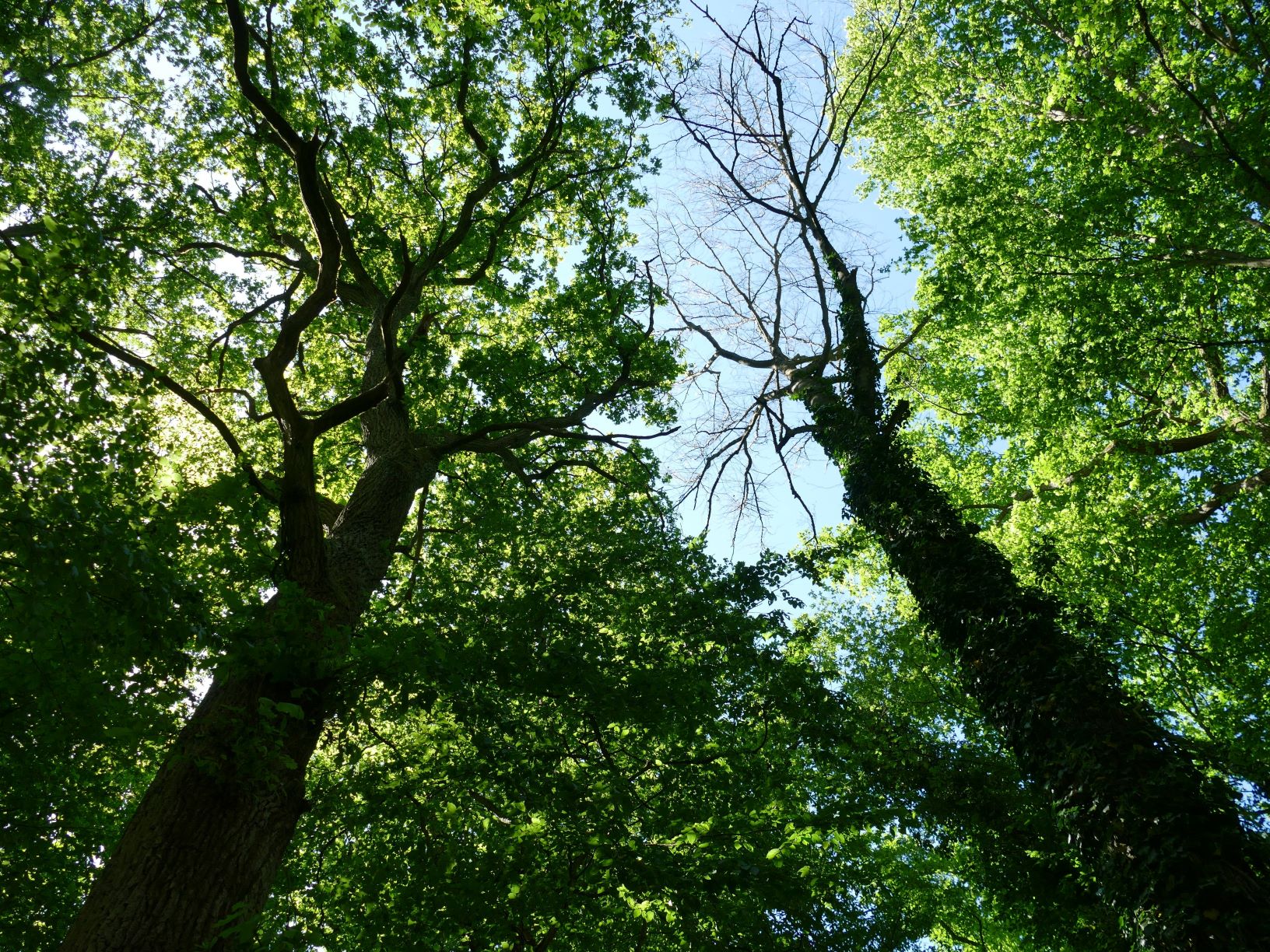 Wald_Frühling_Katja Sander.jpg
