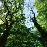 Wald_Frühling_Katja Sander.jpg