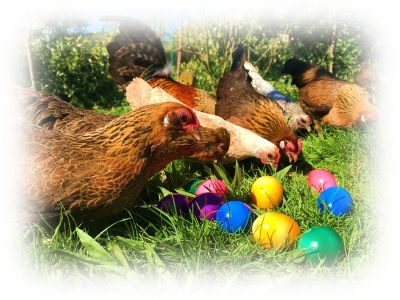Osterbild Hühner.jpg